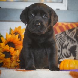 Purple Collar - Black female Labrador Retriever puppy in Ridgecrest, California from Black Mountain Service Dogs