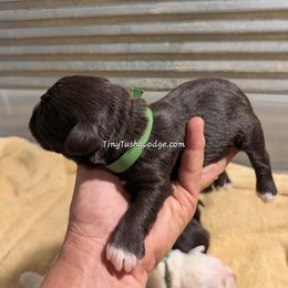 AKC green ribbon - Liver male Miniature Schnauzer puppy in Greencastle, Indiana from Tiny Tushy Lodge
