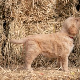Golden Retriever and Old English Sheepdog Puppies from Saddle Rock Kennels
