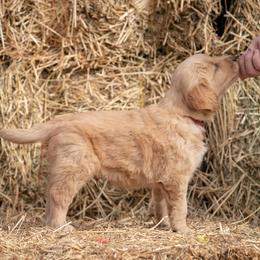 Golden Retriever and Old English Sheepdog Puppies from Saddle Rock Kennels