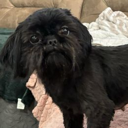 Mercedes - Shih Tzu