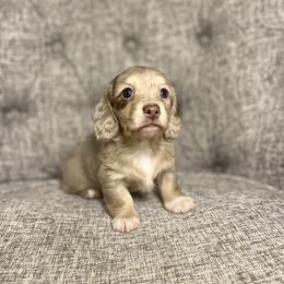 Cora - Dapple female Dachshund puppy in Fort Gibson, Oklahoma from Cooper’s Dachshunds