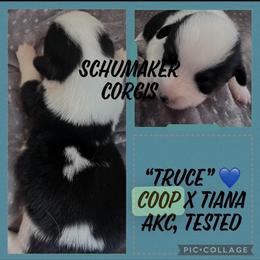 TRUCE - American Corgi