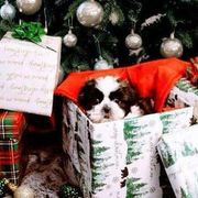 Shichon and Shih Tzu Puppies from Angie’s Teddy Bear Puppies Minnesota
