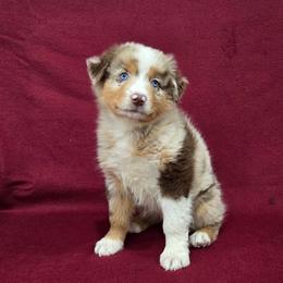 Ariel - Red merle female Australian Shepherd puppy in Collinston, Utah from Corbridge Aussies