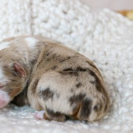 Muffin - Red merle male Toy Australian Shepherd puppy in Charlestown, Indiana from Hydden Aussies