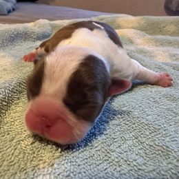 Girl 2 - Boston Terrier puppy in Newport, Oregon from Blue Coast Bulldogs