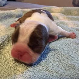 Girl 2 - Boston Terrier puppy in Newport, Oregon from Blue Coast Bulldogs