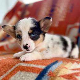 READY TOMORROW Female 3 - Blue merle and white female American Corgi puppy in Okeechobee, Florida from HotShot Kennels