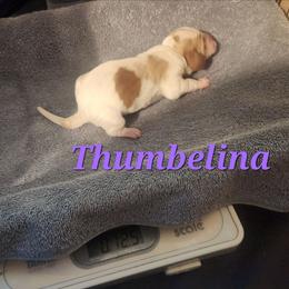 Thumbelina - Red and white female Basset Hound puppy in Mill Springs, North Carolina from Mountain View Basset Hounds