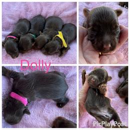 Dolly - Chocolate, tan and white female Yorkshire Terrier puppy in Tulsa, Oklahoma from Yorker Puppy Palace