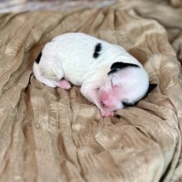 Light Fury - Parti female Goldendoodle puppy in Haltom City, Texas from Ohana Doodles