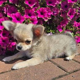 AKC Stormy In Maine 3000.00 - Black sabled fawn male Chihuahua puppy in Newport, Maine from Pinewood Acres Chihuahuas