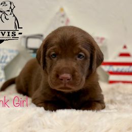Labrador Retriever Puppies from Travis’ Chocolate Labradors