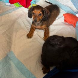 Cinderella - Wild boar and cream female Dachshund puppy in Porterville, California from Desert Dynasty