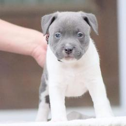Future - American Bully puppy in Nebraska from Wulfsbane American Bullies