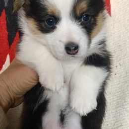 Pembroke Welsh Corgi Puppies from Darci Winner