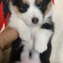Pembroke Welsh Corgi Puppies from Darci Winner