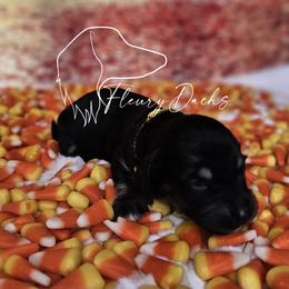 Lock - Black and cream male Dachshund puppy in Martin City, Montana from FleuryDachs