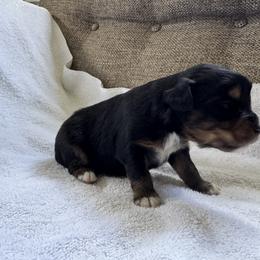 Jack Daniel - Black tri male Miniature Australian Shepherd puppy in Gunnison, Colorado from McMillan Aussies