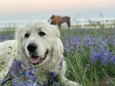An adult Pyr lays in a field of purple flowers with horses in the background