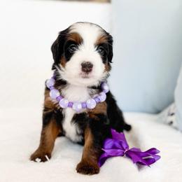 Ariel-puple - Tri-color female Bernedoodle puppy in Ontario, California from Teddy Doodles & Standard Poodles