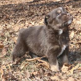 Storm - Red tri-color male Australian Shepherd puppy in Macon, Georgia from Shaina’s Shepherds