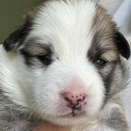 Phoebe - Sable and white female Icelandic Sheepdog puppy in Meadow Bridge, West Virginia from Valhalla Icelandic Sheepdogs