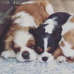 Cavalier King Charles Spaniels from Carters Cavaliers
