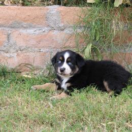 Marshall - male Miniature Australian Shepherd puppy in Sonoita, Arizona from Gardner Canyon Kennels
