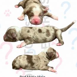 Chaos - Red tri male Miniature Australian Shepherd puppy in Oronogo, Missouri from Dutton's Show Me Farms
