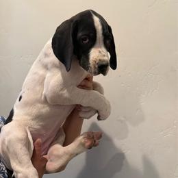 Oreo - Black and white female Great Dane puppy in Albuquerque, New Mexico from Legacy Danes