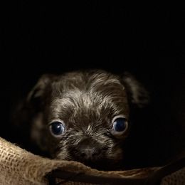 Bulldogs and French Bulldogs from Bomb City Bulldogs