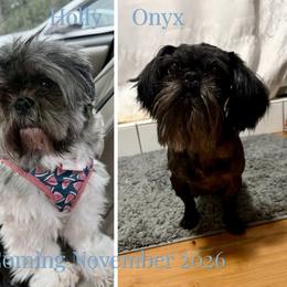 Shih Tzu puppies from The Anderson Farms Kennel