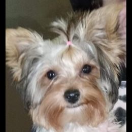 Tink - Yorkshire Terrier