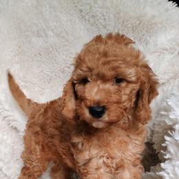 Ash - Red  male Goldendoodle puppy in Marion County, Ohio from Hatten Homestead Kennels