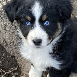 Miniature Australian Shepherd and Toy Australian Shepherd Puppies from Rye Hill Aussies