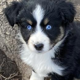 Miniature Australian Shepherd and Toy Australian Shepherd Puppies from Rye Hill Aussies