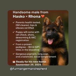 German Shepherd Puppies from Furman German Shepherds