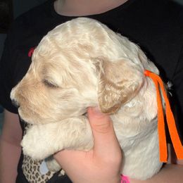 Orange Collar - Cream male Goldendoodle puppy in Winchester, Tennessee from Mahaffey’s Doodles