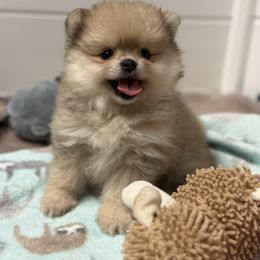 Ellie - Cream sable female Pomeranian puppy in Newport Beach, California from Exotic City Pomeranians and chihuahuas