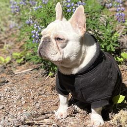 French Bulldogs from Rip City Frenchies