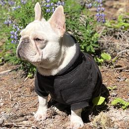 French Bulldogs from Rip City Frenchies