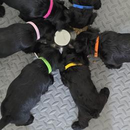 Miniature Schnauzer Puppies from Kateryna's Miniature Schnauzers