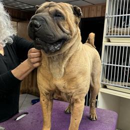 Chinese Shar-Pei All Grown Up from CarPeiDiem Chinese Shar-Pei