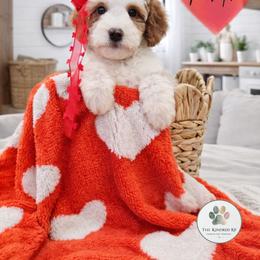 Maple - female Australian Mountain Doodle puppy in Grand Rapids, Michigan from The Kindred K9