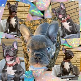 French Bulldog Puppies from Rock Ridge Frenchies