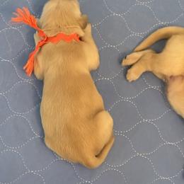 Golden Retriever Puppies from Gail’s Goldens