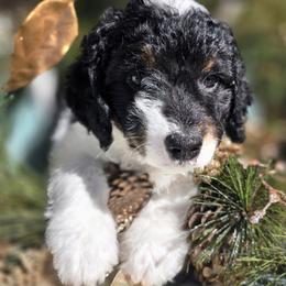 Sinatra - Tri-color male Double Doodle puppy in Prescott Valley, Arizona from Ramirez Family Doodles