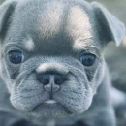 French Bulldogs from VD-FO Frenchies